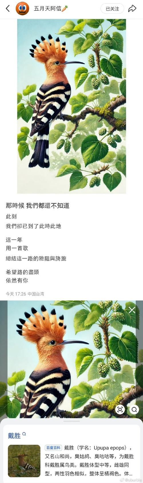 为什么推荐看阿信的故事粤语版？感受原汁原味的童年回忆！