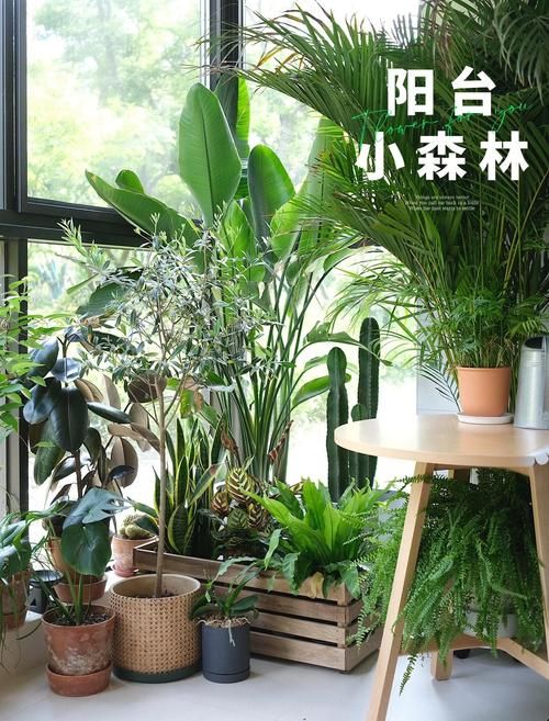 什么样的小树苗最好养活？推荐这几种，阳台也能种！