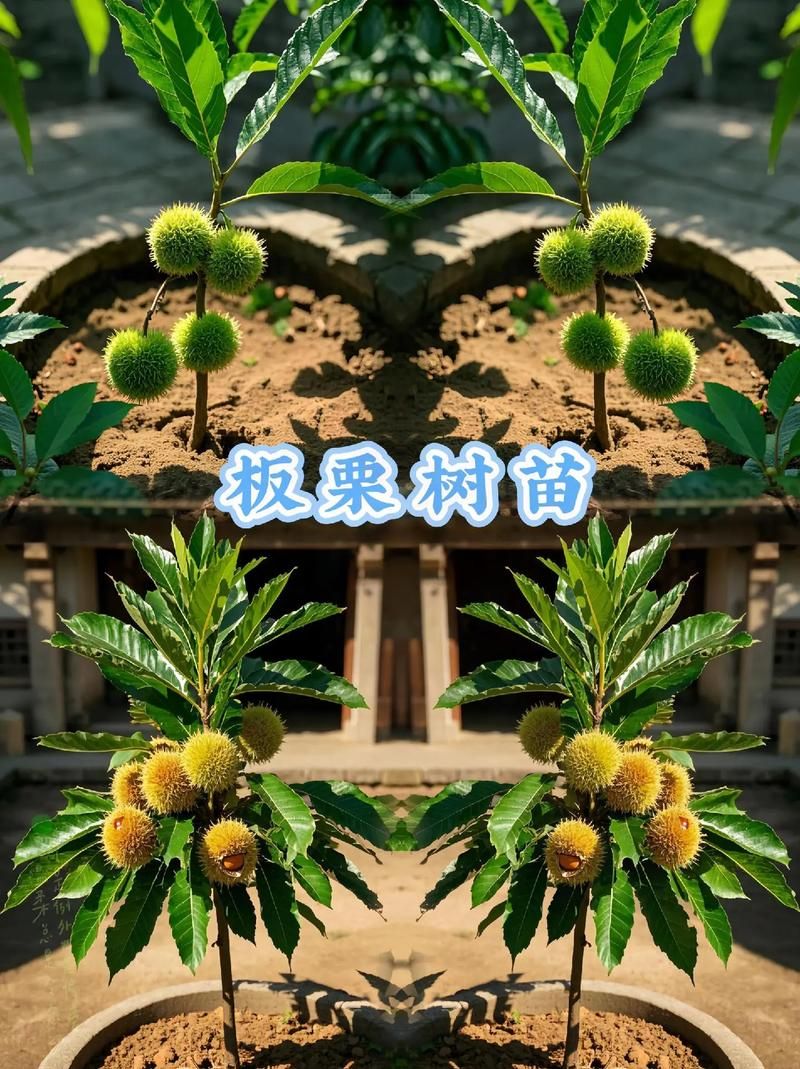 什么样的小树苗最好养活？推荐这几种，阳台也能种！
