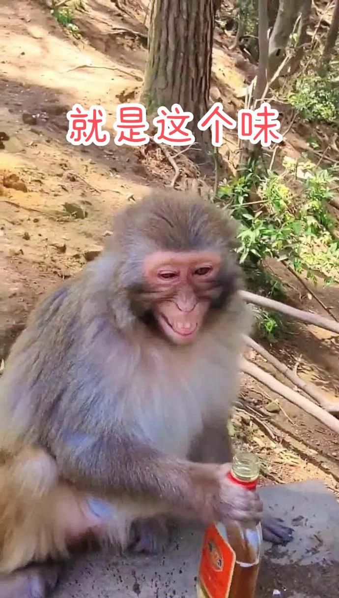 优优猴是什么东西啊？看完这篇你就彻底明白了！