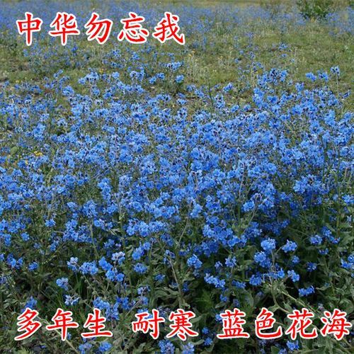勿忘我有哪些常见的品种？不止蓝色这些颜色也很好看。