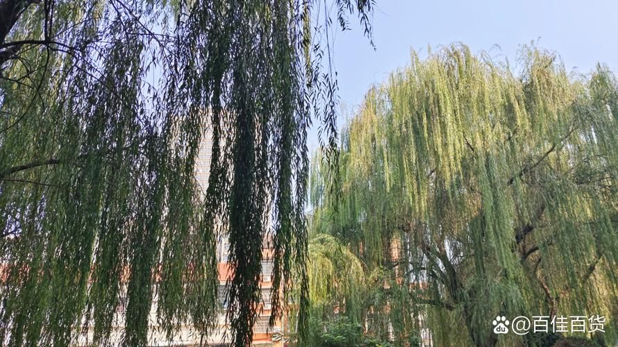 又到了秋风渐起的时节，关于秋天的美好都在这里。