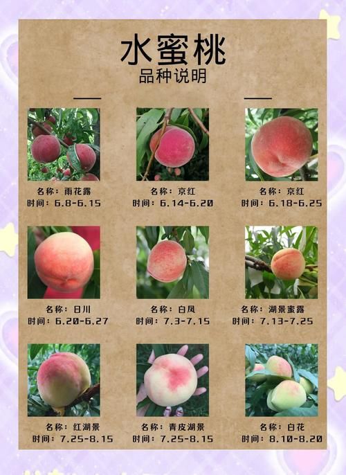 哪里能买到正宗的小蜜桃？老果农推荐这几个产地！