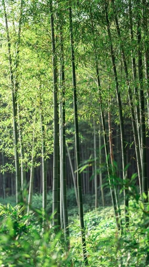 哪里能感受真正的竹林风？这几个地方风景超赞！