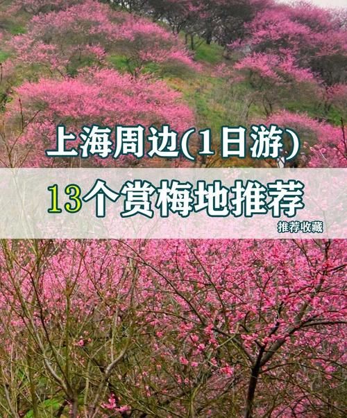 哪里能欣赏到真正的梅花雪？这几个赏梅胜地不容错过！