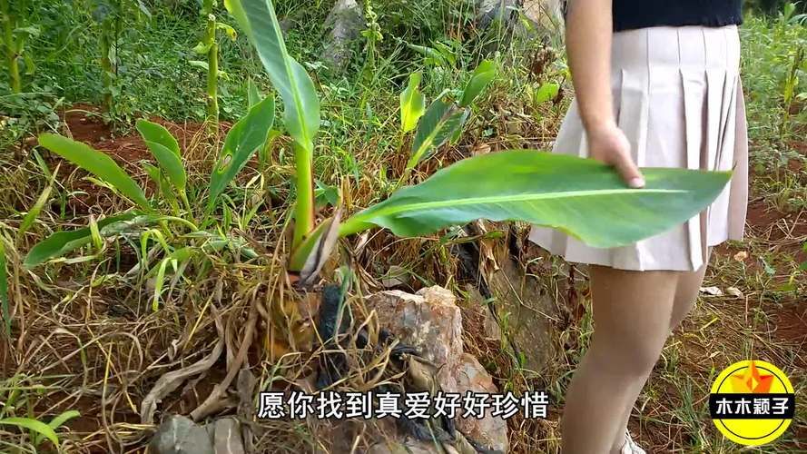 坏木木有哪些常见表现？注意这几点及时发现！
