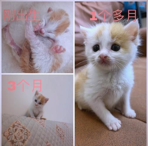 如何判断小奶猫的健康状况？观察这几个细节很重要！