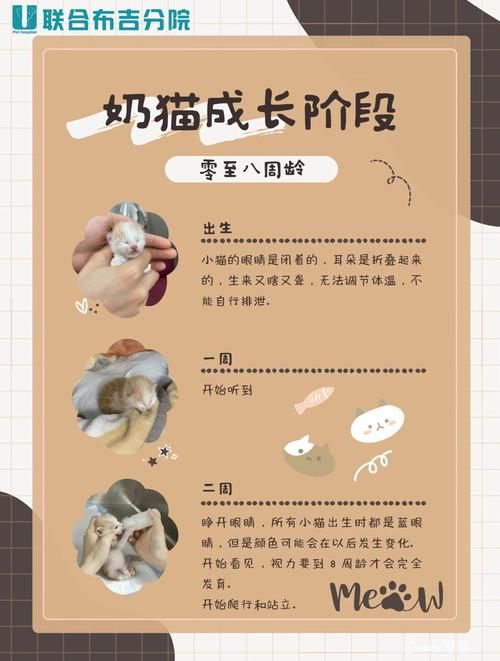 如何判断小奶猫的健康状况？观察这几个细节很重要！