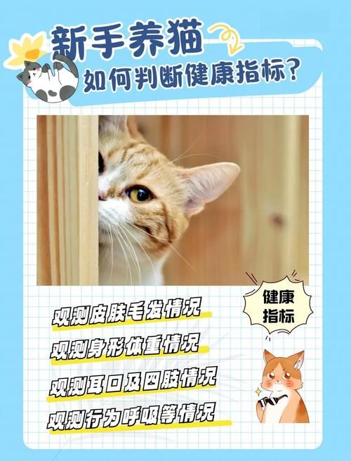 如何判断小奶猫的健康状况？观察这几个细节很重要！