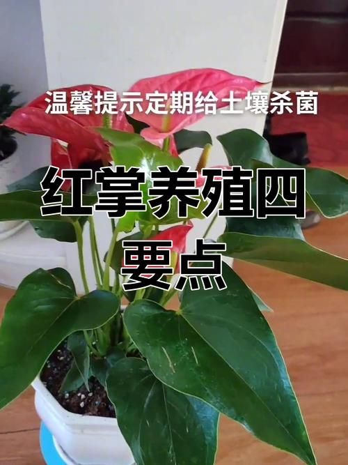 想让家里的花儿红开得旺？园艺高手分享独家秘诀！