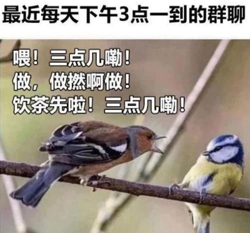 抖音上超火的饮茶歌是哪首？盘点一下不同搞笑版本！