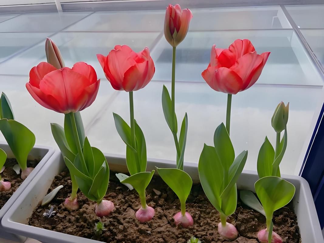 无言花代表什么意思？深入了解它背后隐藏的寓意！