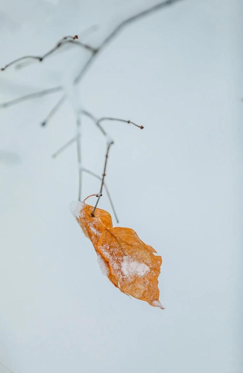 朋友圈怎么晒大雪飘？教你几招拍出好看又有意境的照片！