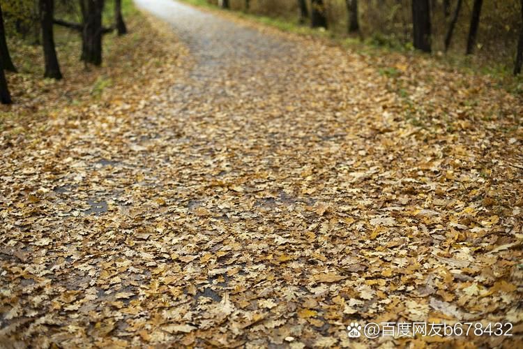 树叶沙沙沙的声音是什么感觉？一起来感受大自然的宁静！