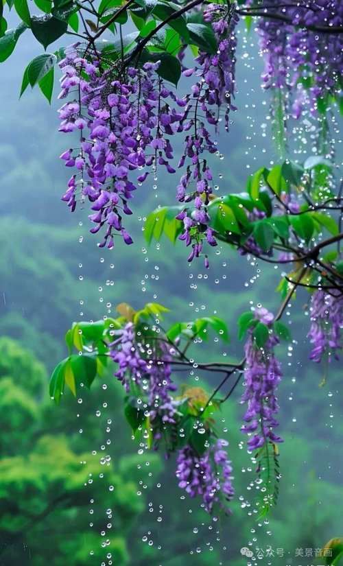 花之雨的寓意是什么？了解背后感人肺腑的故事。