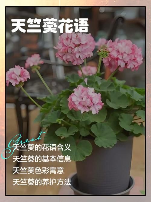 花儿说都代表什么意思？教你快速看懂各种花语！