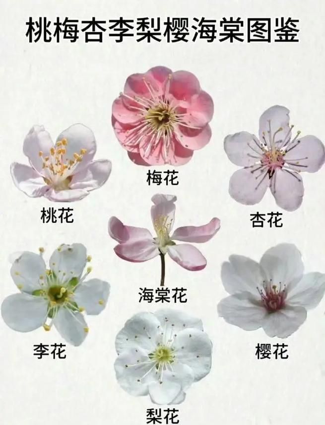 花儿说都代表什么意思？教你快速看懂各种花语！