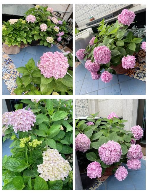 记录我的花成长过程，新手也能把普通花养出高级感！