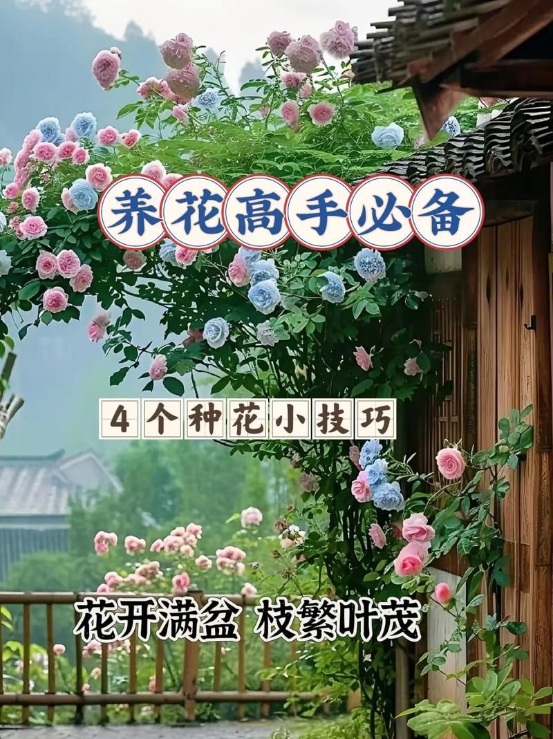 记录我的花成长过程，新手也能把普通花养出高级感！