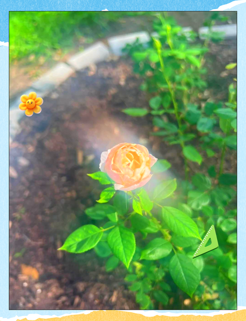 记录我的花成长过程，新手也能把普通花养出高级感！