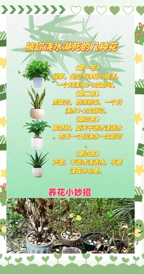 雨天对花好不好？揭秘花和雨之间的微妙养护关系！