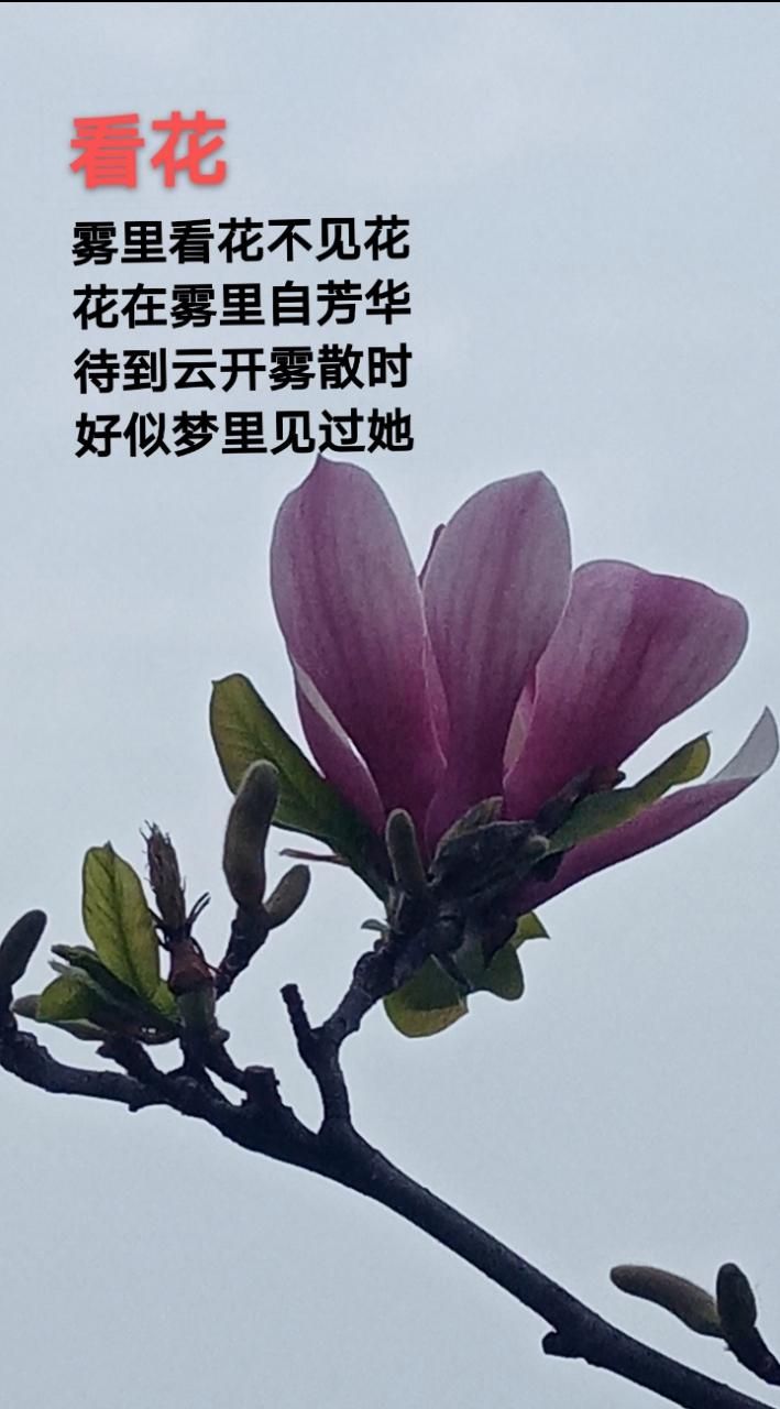 雾里花这首歌怎么样？听过的人都这么评价！