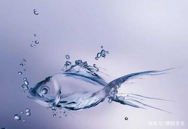 鱼的泪是什么样的？了解鱼类眼睛的结构与功能！