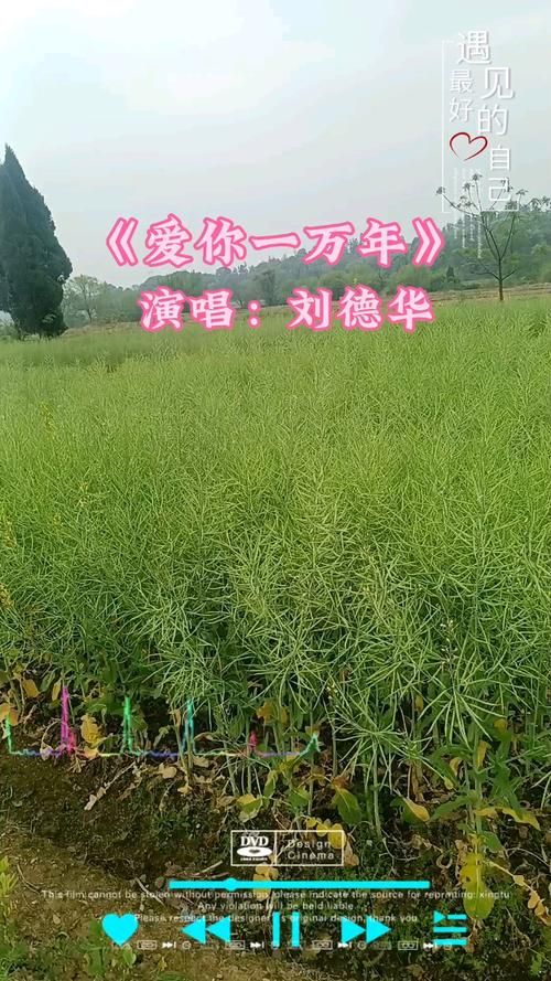 刘德华爱你一万年歌词视频 高清MV在线观看