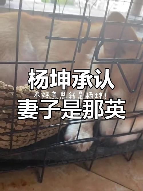 杨坤和那英什么关系他们曾是同门师兄妹吗