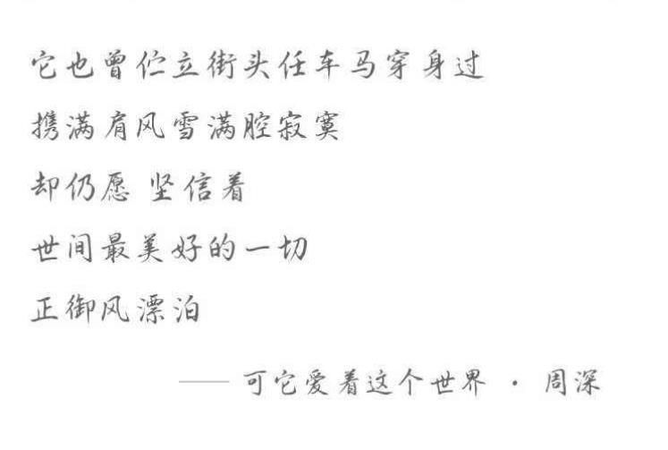那英为啥要拆穿周深真相曝光网友炸锅了