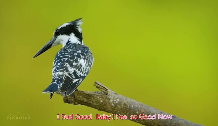 IFeelGood刘欢
