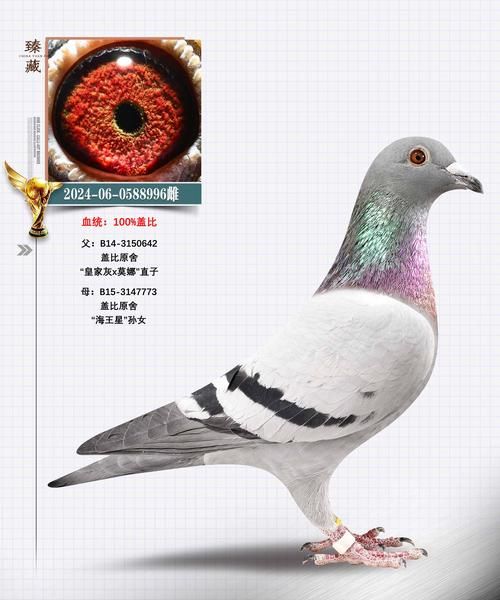 任丘刘欢欣的鸽子怎么样