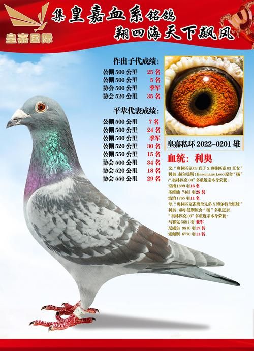 信鸽刘欢欣