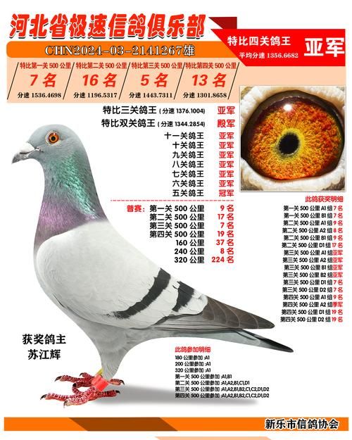 刘欢立信鸽