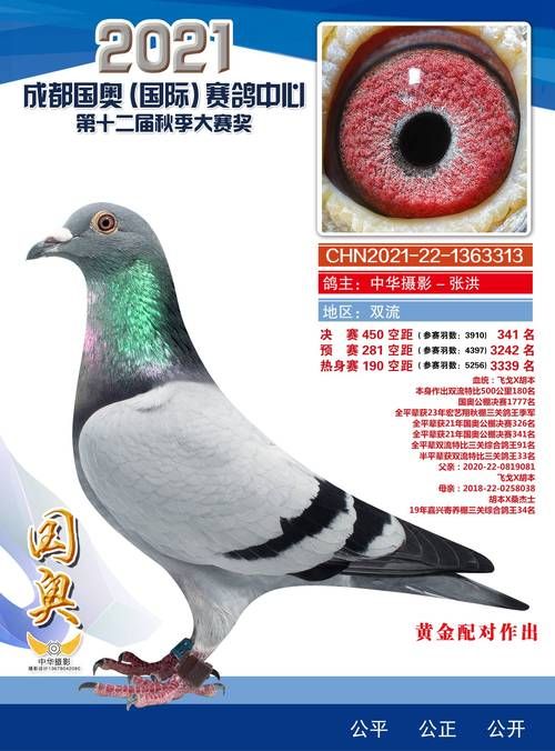 刘欢立信鸽